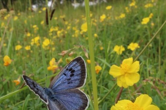 Large blue butterfly